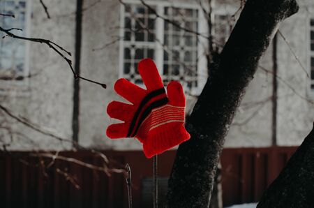 lost Red children's glove. hanging on a branch