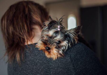 A Yorkshire Terrier is lying on a woman's shoulderの写真素材