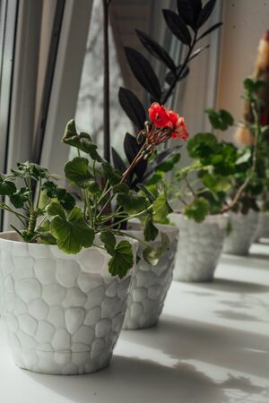 a row of flowers on the windowsill.の写真素材