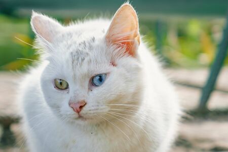 white cat with eyes of different colors.の写真素材