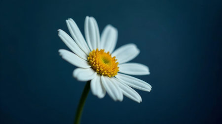 a white daisy with a yellow center on a dark blue background The flower has a stem and the background is slightly blurred, giving the image a dreamy feel.の素材