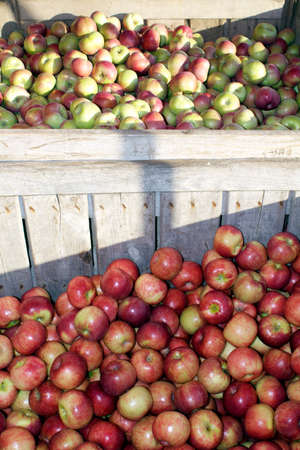 Wooden crates filled with apples during apple harvest season.の写真素材