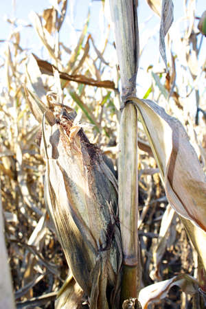 A closeup of a dry corn stalkの写真素材
