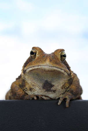 A toad shot from below against a light blue skyの写真素材
