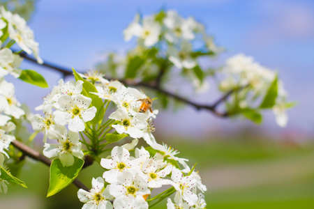 A closeup of a bunch of blooming flower blossoms on an ornamental pear tree.の写真素材