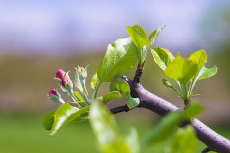 The end of an apple tree branch blooming after being pruned in the spring.