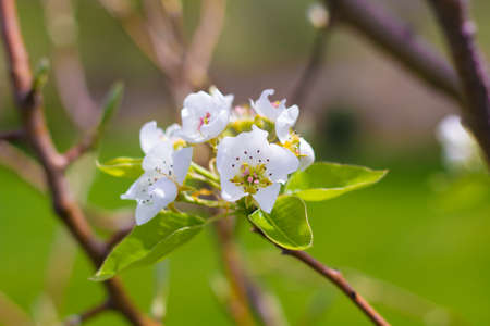 A blooming pear tree bunch of flowers.の写真素材
