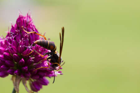 A closeup of a drumstick Allium perennial flower with wasp pollinating the flower.の写真素材