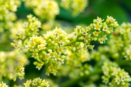 A closeup of yellow blooming flowers in a garden.