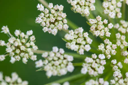 A closeup of Daucus carrota Queen Anne's Lace wildflower bloom.の写真素材