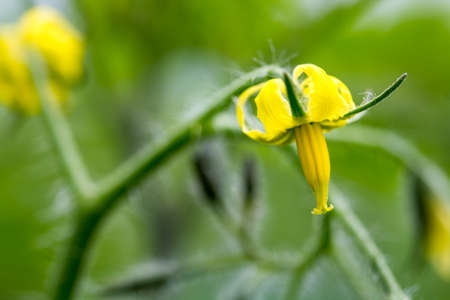 A closeup of yellow tomato plant flowers blooming.の写真素材