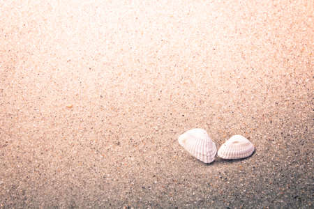 Colorful sea shells in the sand at the beach.の写真素材