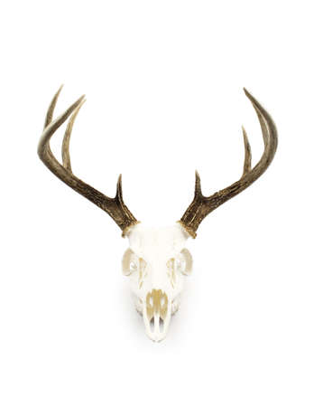 A whitetailed deer buck antlers and skull european mount on a white background.の写真素材