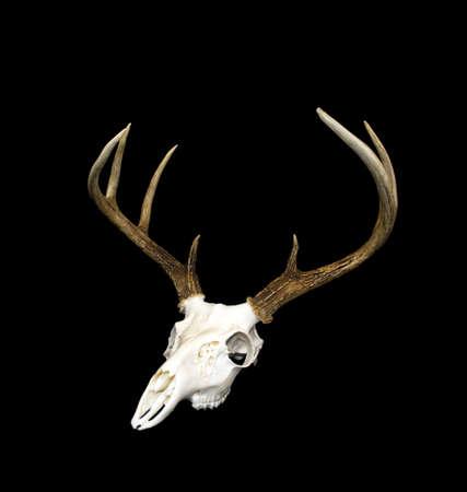 A whitetailed deer buck antlers and skull european mount on a black background.の写真素材