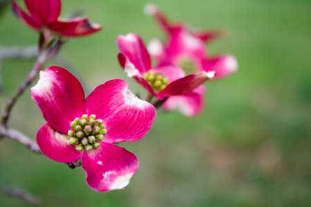 Blooming dogwood tree flowers closeupの写真素材