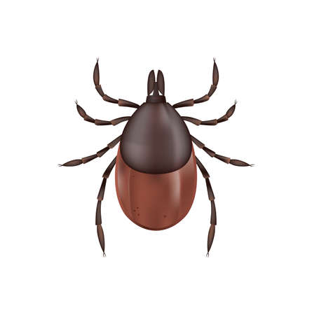 A photo realistic illustration of a deer tick isolated on a white background. Vector EPS 10 available.のイラスト素材