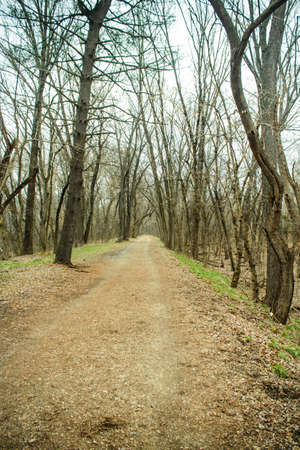 A walking and bike path through the forest.