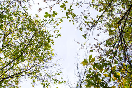 A canopy of tree leaves and branches.の写真素材