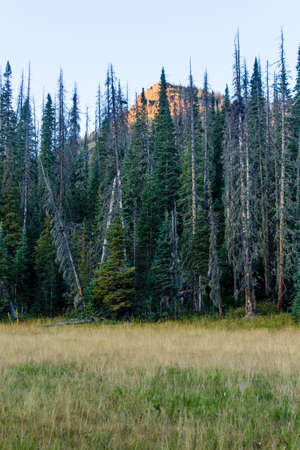 Weminuche Wilderness Colorado landscape of trees and mountains and a meadow.