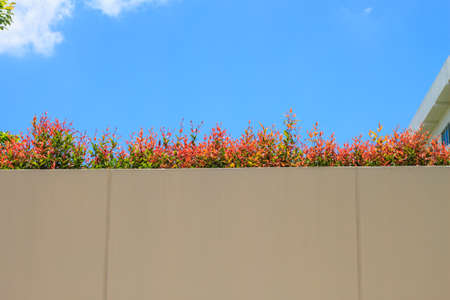 Walls, trees and blue sky in the daytimeの写真素材