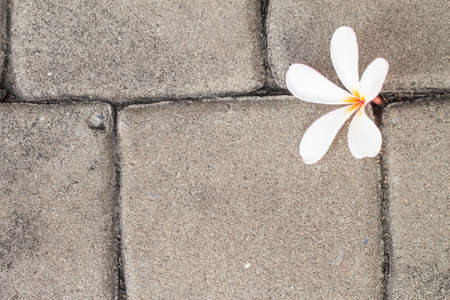 white plumeria flower fallen on the brown brick cements floorの写真素材