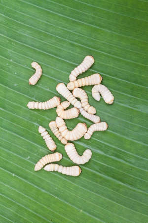 Larva of bug on the banana leaf backgroundの写真素材