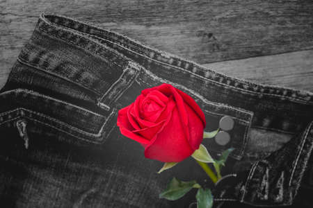 Red rose and jeans on wood background