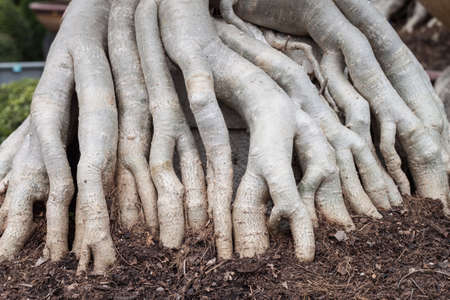 The root of the tree on the soilの写真素材