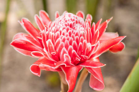 torch ginger, etlingera elatior flowers family zingiberaceaeの写真素材