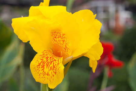 color of a canna flower on the gardenの写真素材