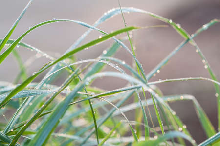Fresh grass with dew drops close upの写真素材