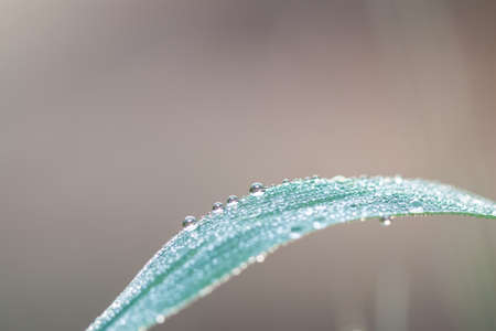 Fresh grass with dew drops close upの写真素材