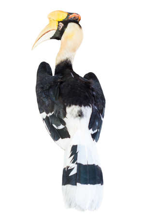 Rear view hornbill isolated on white backgroundの写真素材