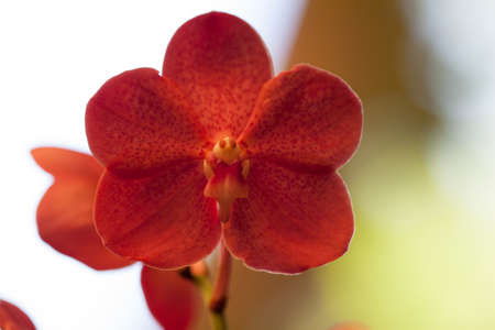 Colorful orchids and ornamental plants in the garden.の写真素材