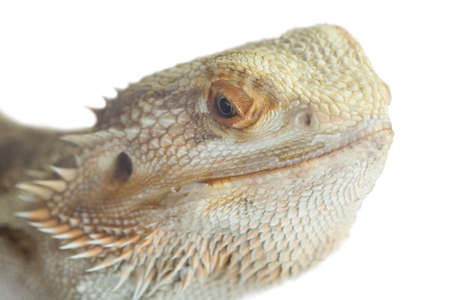 a close up portrait of a sandfire cross citrus bearded dragonの写真素材