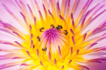 Purple water lily closeup showing yellow stamens and honeybee searching for nectarの写真素材