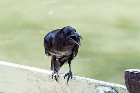 crow perching on wood with blurry backgroundの写真素材