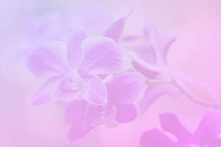 pink soft color backgrounds natural single orchidsの写真素材