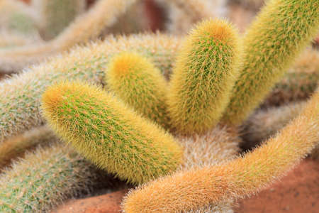 Cleistocactus winteri Cactus  that grows in the desertの写真素材