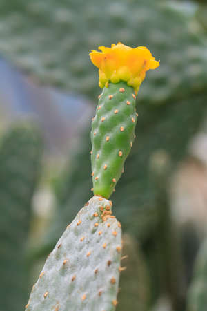 Colorful flowers of cactus that grows in the desertの写真素材