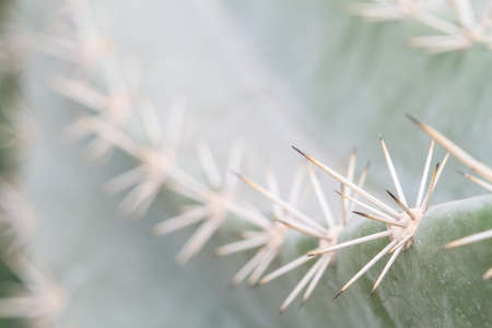 cactus with long thorns that grows in the desertの写真素材