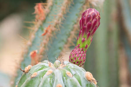 Colorful flowers of cactus that grows in the desert