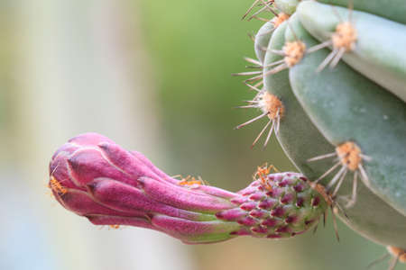 Colorful flowers of cactus that grows in the desertの写真素材