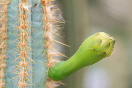 Colorful flowers of cactus that grows in the desertの写真素材