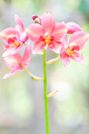 Colorful orchids and ornamental plants in the garden.の写真素材