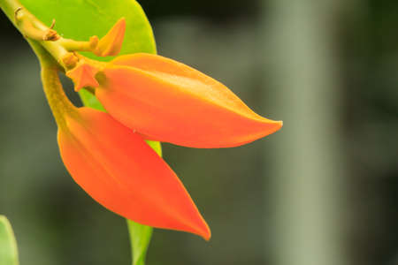 Close up of Gold Finger or Juanulloa aurantiacaの写真素材