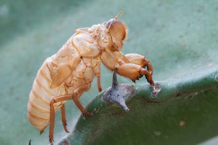 Cicada molt on the cactusの写真素材