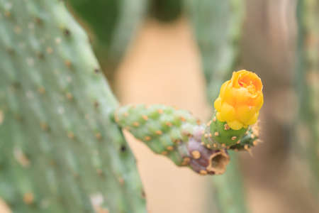 Colorful flowers of cactus that grows in the desertの写真素材