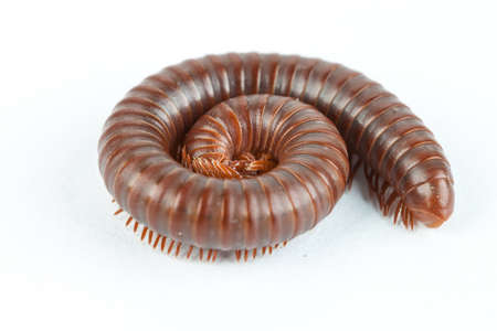 millipede in isolated on a white backgroundの写真素材