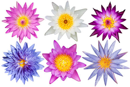 beautiful  waterlily or lotus flower isolated on white backgroundの写真素材